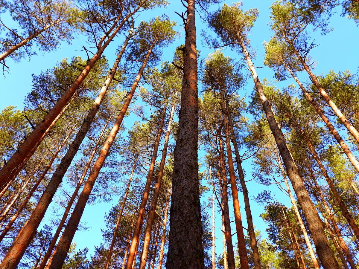 Atputas Vieta Braltirumi Purciems Kültér fotó